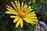 Passi e laghi della conca del Calvi con Monte Reseda il 26 luglio 2018- FOTOGALLERY